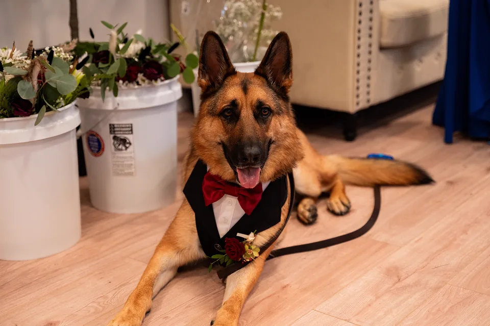 A German Shepherd in a tuxedo and red bow tie, holding a down-stay